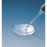 Anwendung der Brand Direktverdränger-Pipette Transferpettor digital beim präzisen Dosieren einer hochviskosen Flüssigkeit in eine Petrischale im Labor